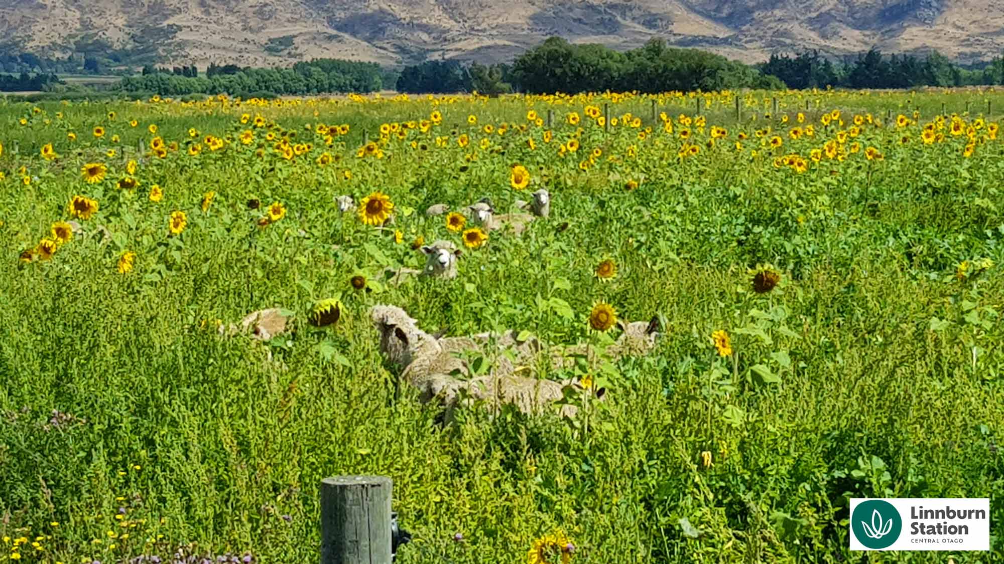 regenerative agriculture