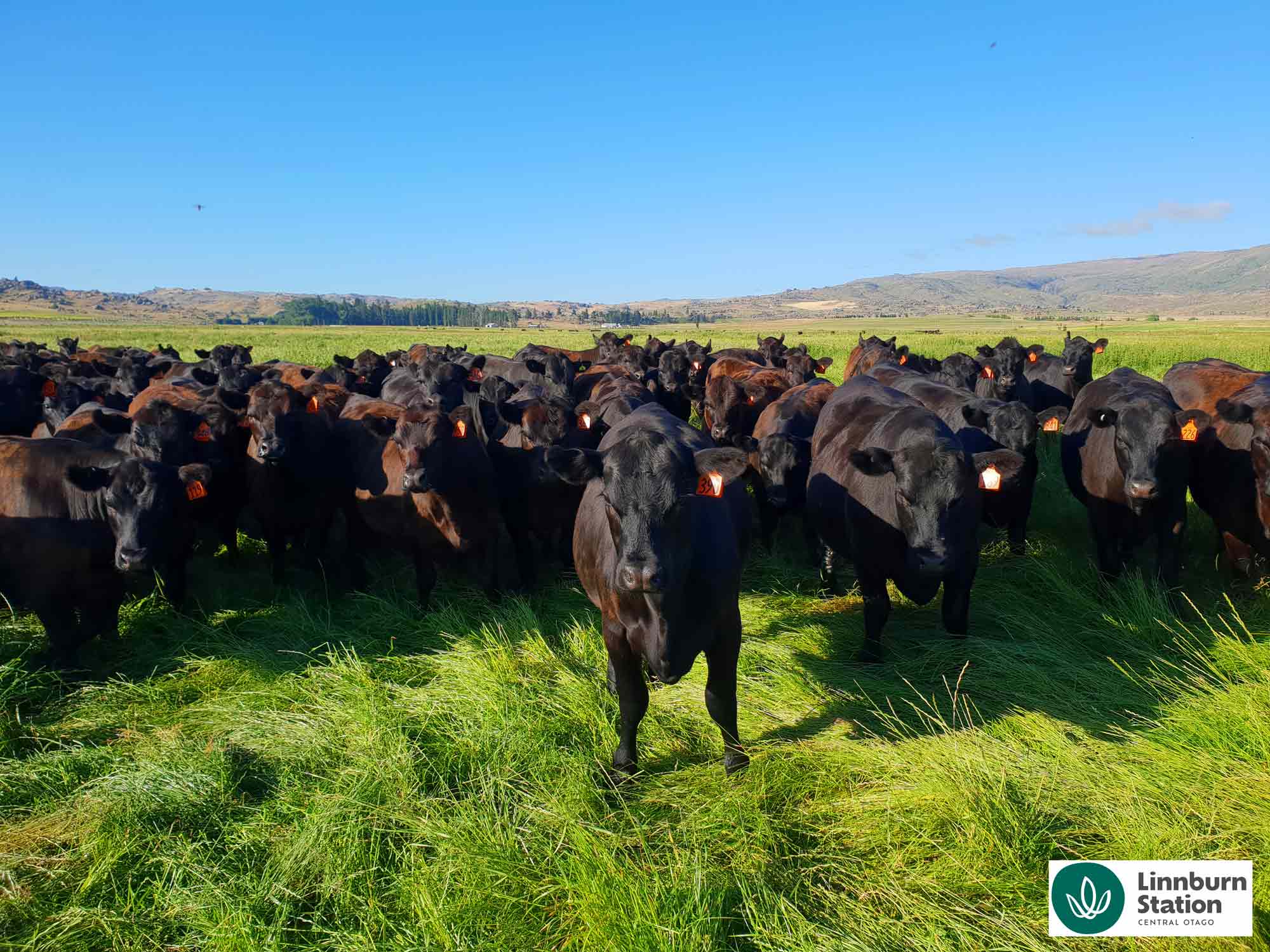 Regenerative Agriculture