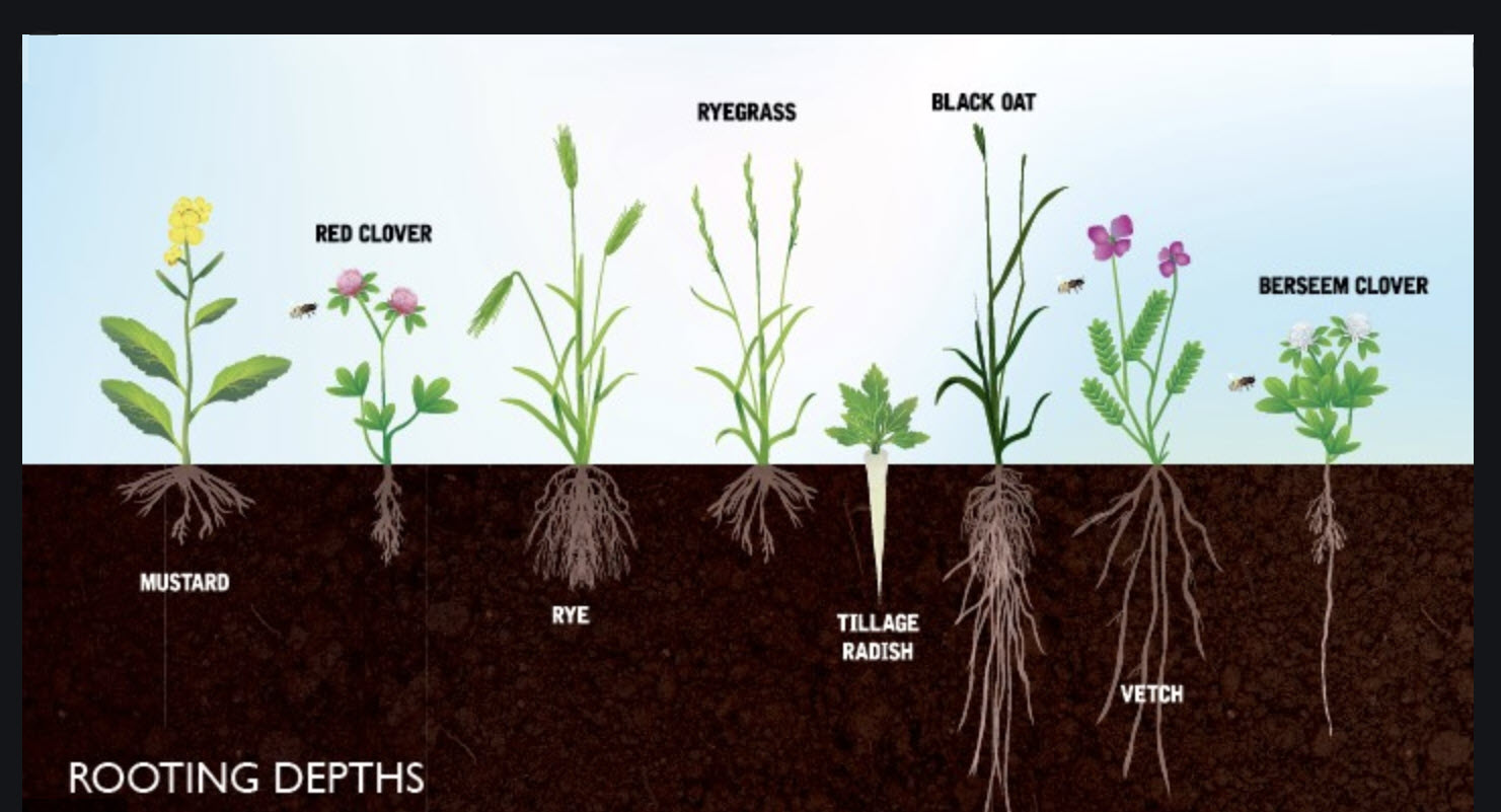 Rooting Depths