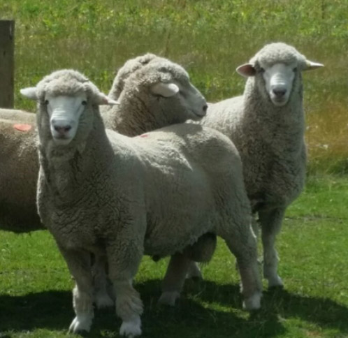 Linnburn sheep