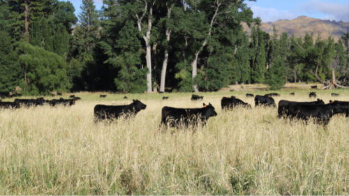 Linnburn Angus Cows and Bulls 