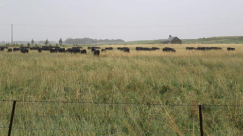 Linnburn Angus Cows and Bulls 