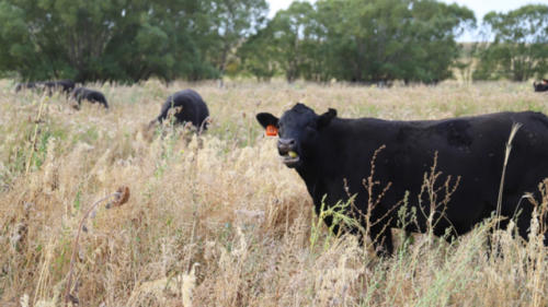 Linnburn Angus Cows and Bulls 