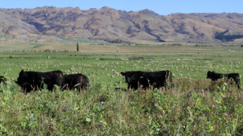 Linnburn Angus Cows and Bulls 