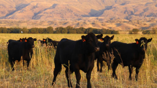 Linnburn Angus Cows and Bulls 