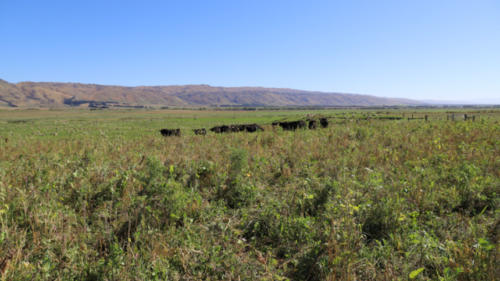 Linnburn Angus Cows and Bulls 