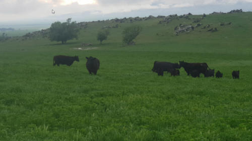 Linnburn Angus Cows and Bulls 