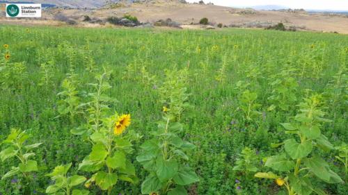 regenerative agriculture