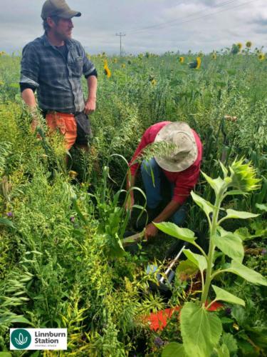 regenerative agriculture
