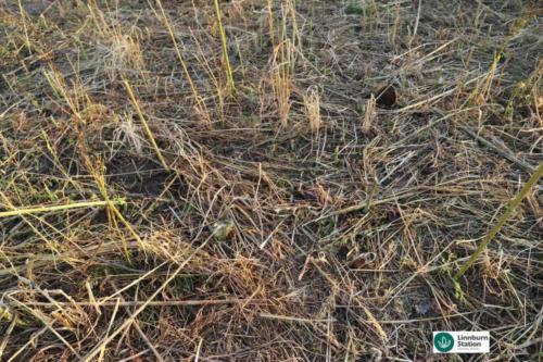 Cover crop after high intensive grazing cycling nutrients to improve soil health