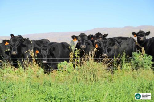 regenerative agriculture