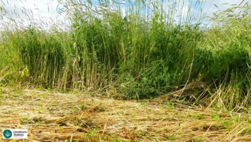 Crimping roller cycling nutrients to improve soil health