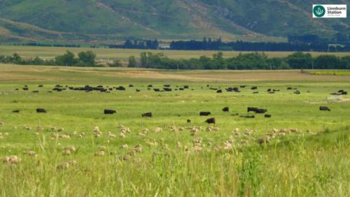 Regenerative Agriculture Linnburn Station