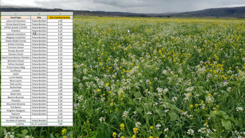 cover crop