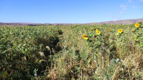 cover crop