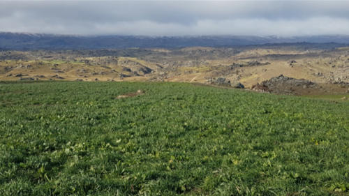 cover crop