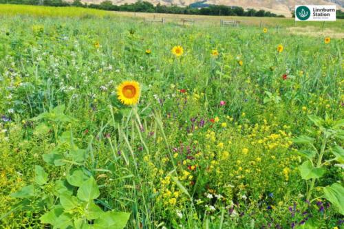Diverse species beneficial organism mix Regenerative agriculture